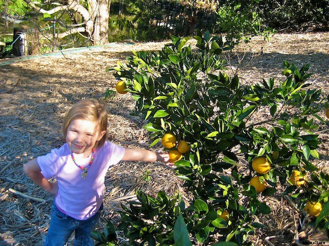 Silky Sweet Lemon Curd