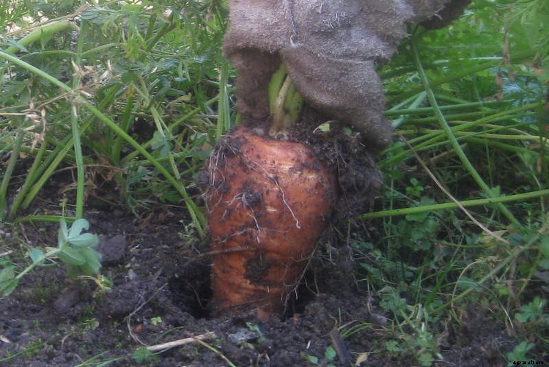 Ensuring a harvest through the cooler Months