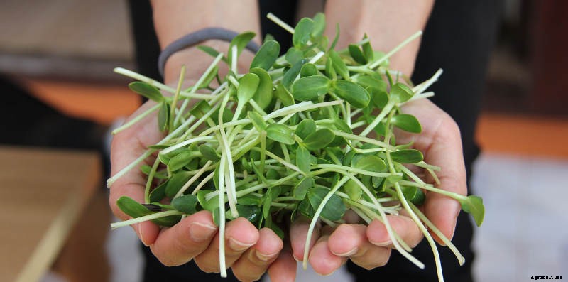 Ensuring a harvest through the cooler Months