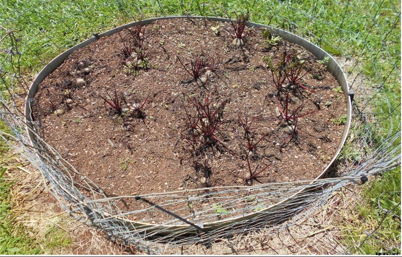 Bottling Beetroot- Simple Beetroot Preservation