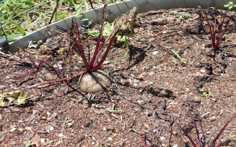Bottling Beetroot- Simple Beetroot Preservation