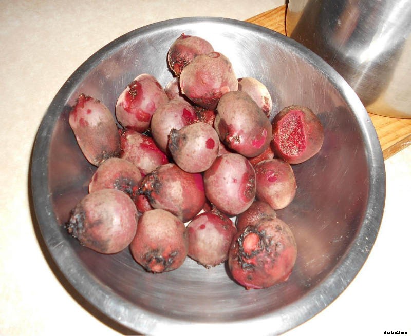Bottling Beetroot- Simple Beetroot Preservation