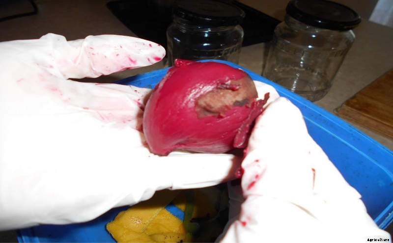 Bottling Beetroot- Simple Beetroot Preservation