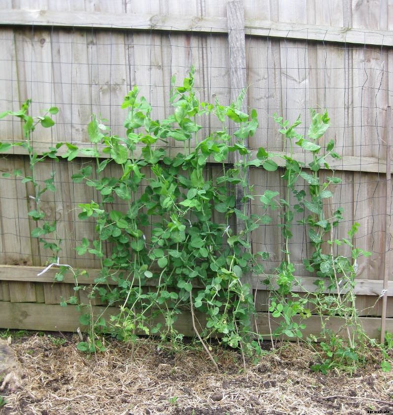 Use your site to the best Advantage!