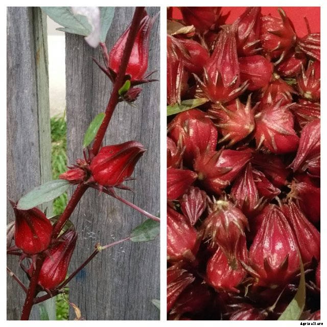 How to make Rosella Jam