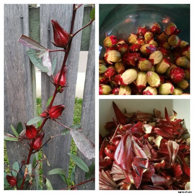 How to make Rosella Jam