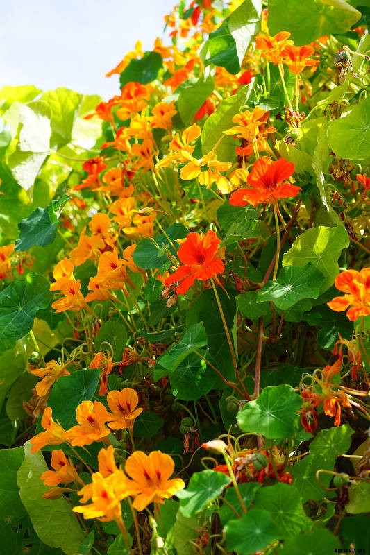 Nasturtiums