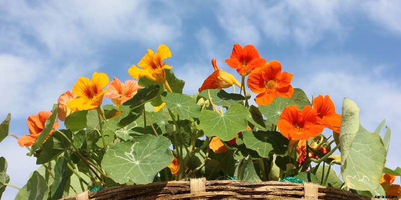 Nasturtiums