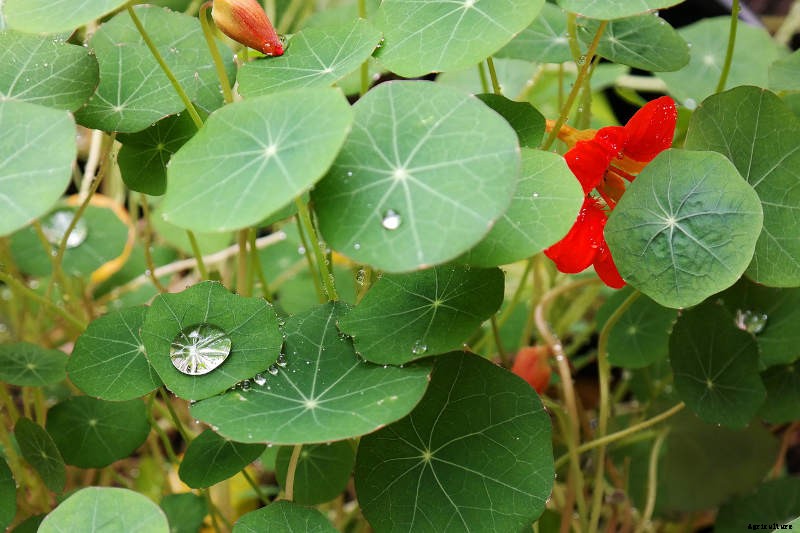 Nasturtiums