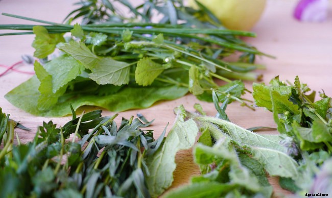 5 Benefits of Starting a Herb Garden