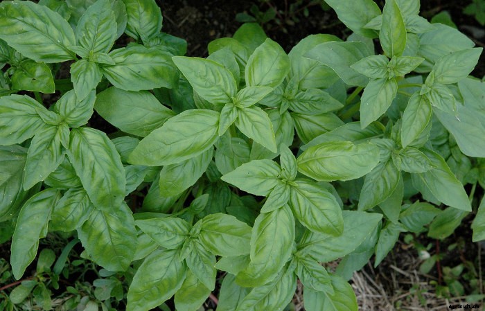 Basil: Garden tips and Kitchen ideas