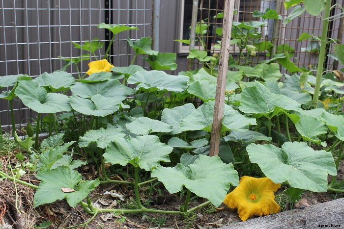Hand Pollinating Cucurbits