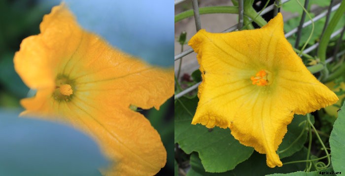 Hand Pollinating Cucurbits