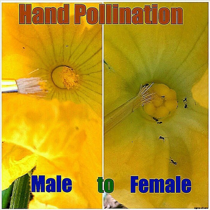 Hand Pollinating Cucurbits