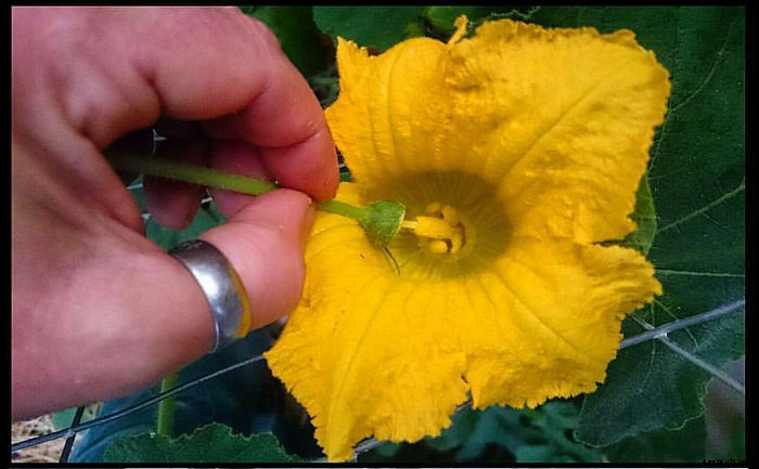 Hand Pollinating Cucurbits