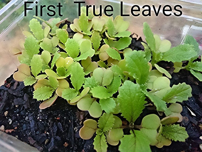 Planting Out Seedlings