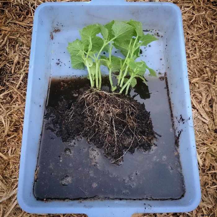Planting Out Seedlings