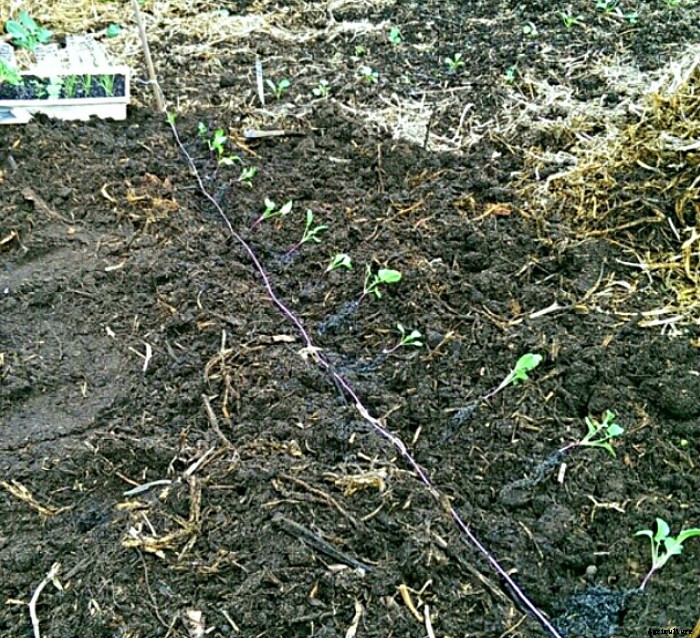 Planting Out Seedlings