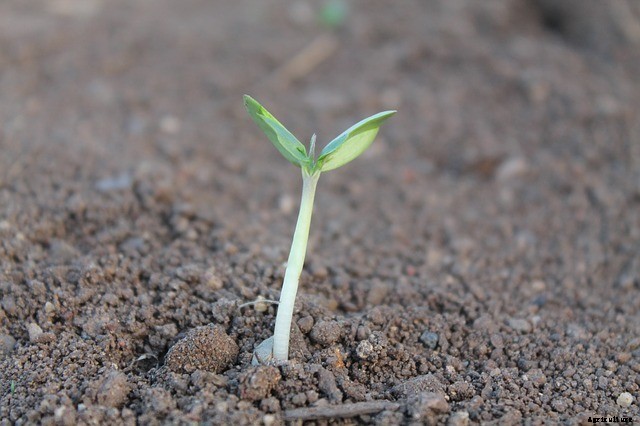 Do I need to orientate my seeds when sowing?