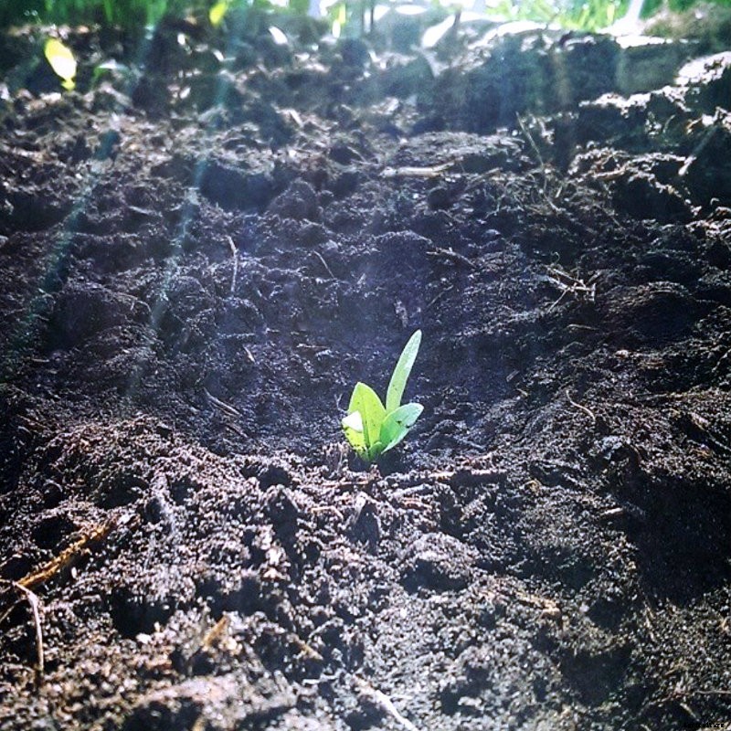 Sowing Seeds Successfully
