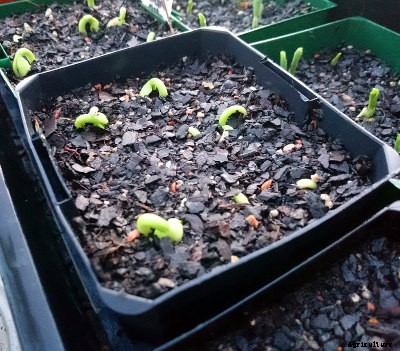 Sowing Seeds Successfully