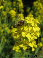 Getting back into the garden in early spring