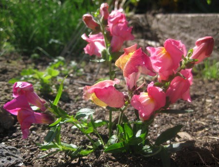 Getting back into the garden in early spring