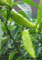 Capsicum- How to grow from seed