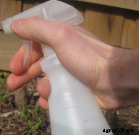 Capsicum- How to grow from seed