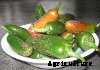 Capsicum- How to grow from seed