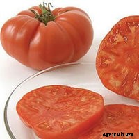 Tomato- How to grow from seed