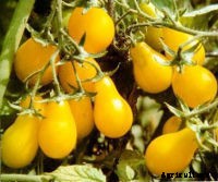 Tomato- How to grow from seed