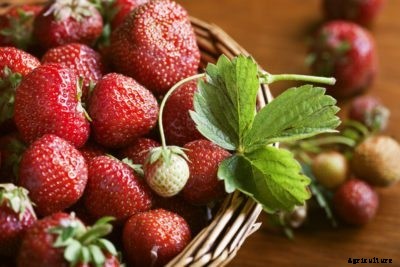 Day-Neutral Strawberry Info: When Do Day-Neutral Strawberries Grow
