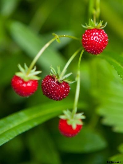 Fraises De Bois Care: What Are Fraises De Bois Strawberries
