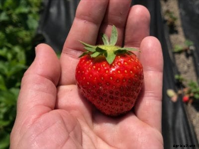 Allstar Strawberry Care: Tips For Growing Allstar Strawberries