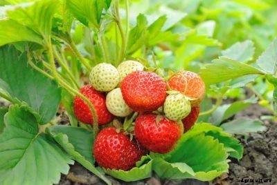 Everbearing Strawberry Plants: Tips On Growing Everbearing Strawberries
