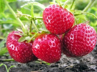 June-Bearing Strawberry Info – What Makes A Strawberry June-Bearing