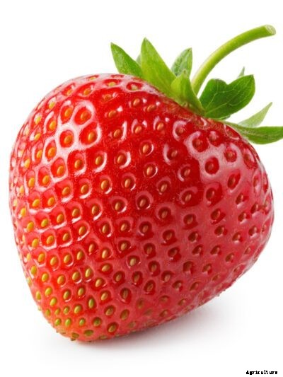 Jewel Strawberry Info: How To Grow Jewel Strawberries