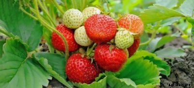Northeaster Strawberry Plants – How To Grow Northeaster Strawberries