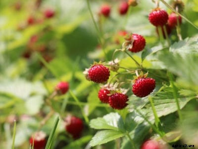 What Are Alpine Strawberries: Tips For Growing Alpine Strawberries