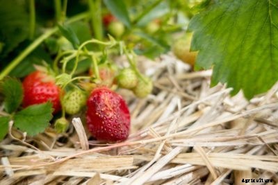 Fixing Rotting Strawberries: Causes For Strawberries Rotting On Vine