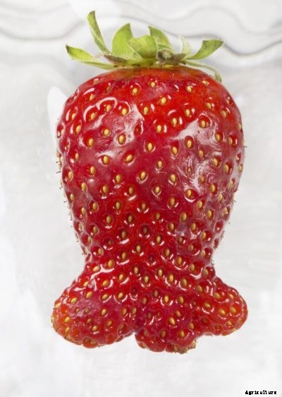 Misshapen Strawberries: What Causes Deformed Strawberries