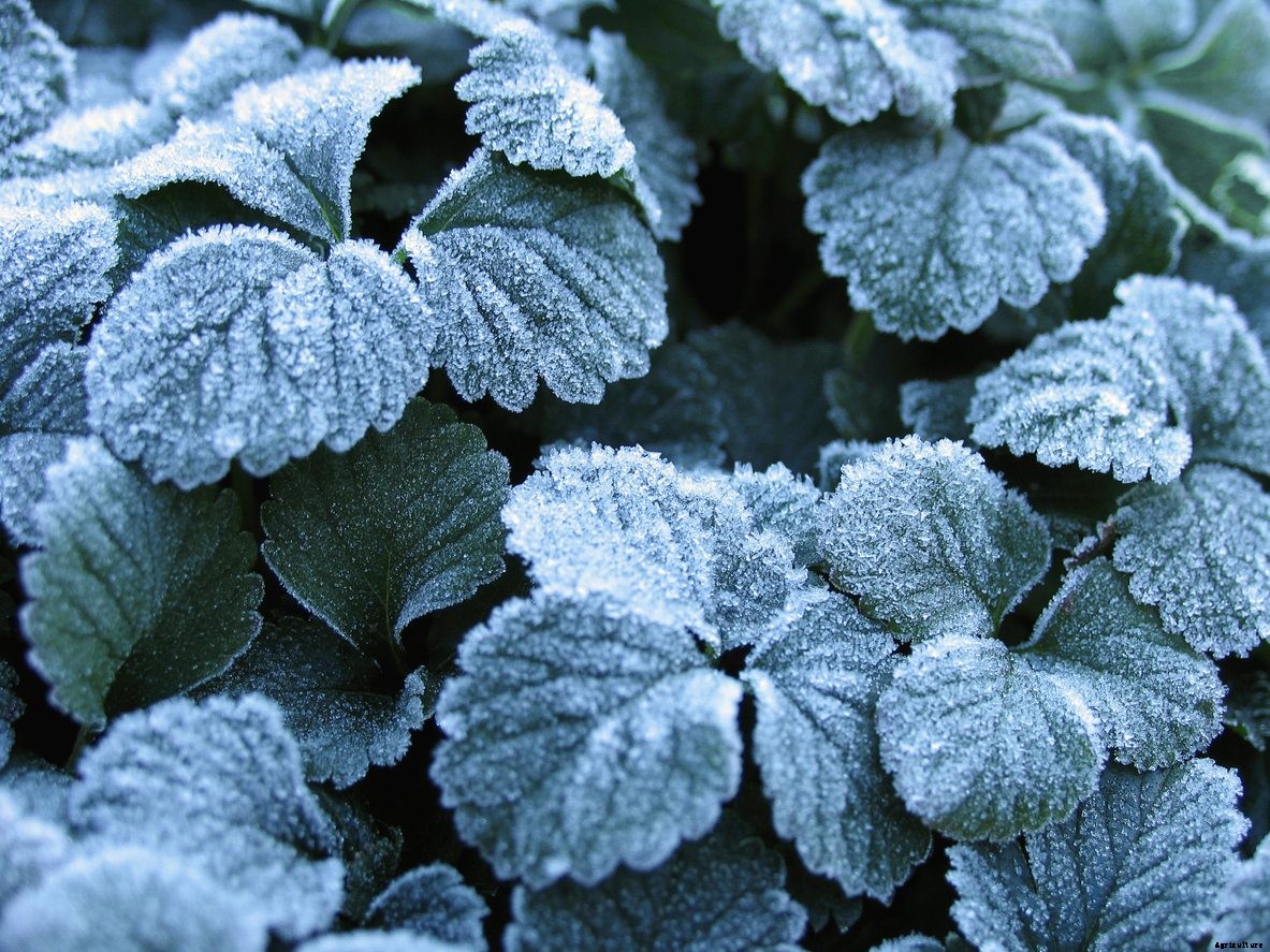 Strawberry Plants And Frost: How Do You Protect Strawberry Plants In Cold