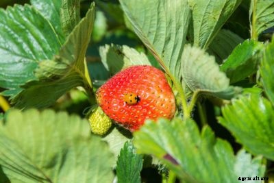 Strawberry Plant Protection: Tips On Protecting Strawberries From Insects