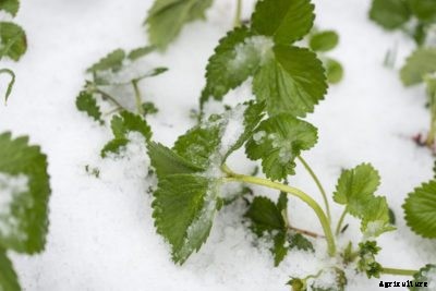 Winterizing Strawberry Plants: How Do You Protect Strawberry Plants In Winter