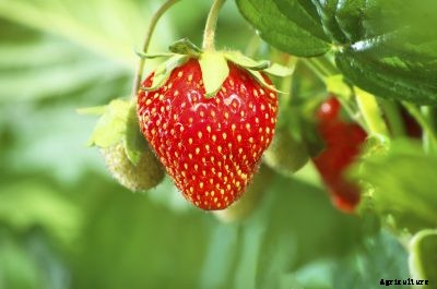 Strawberry Seed Growing: Tips On Saving Strawberry Seeds