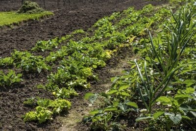 Strawberry Companions – What To Plant With Strawberries In The Garden