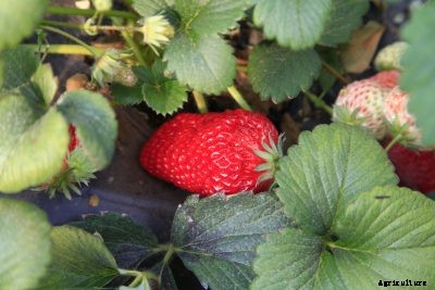 Strawberry Plant Feeding: Tips On Fertilizing Strawberry Plants