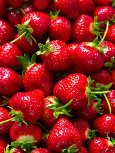 Strawberry Plant Types: Learn About Different Kinds Of Strawberry Fruit