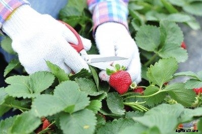 Strawberry Plant Allergies: What Causes A Rash From Picking Strawberries